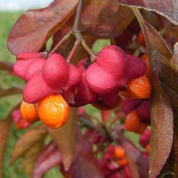 Euonymus europaeus